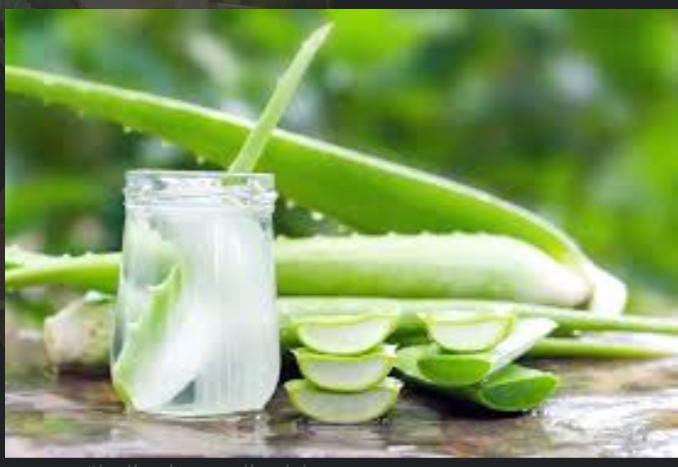 فوائد الصبار “الالوفيرا”