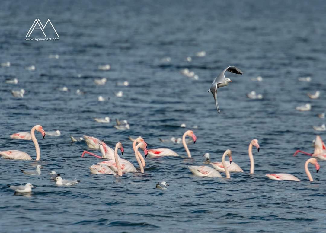 الفيوم مدينة الكنوز المهمشة سياحياً