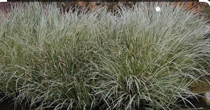 فوائد عشبة الحلفا بر للجسم