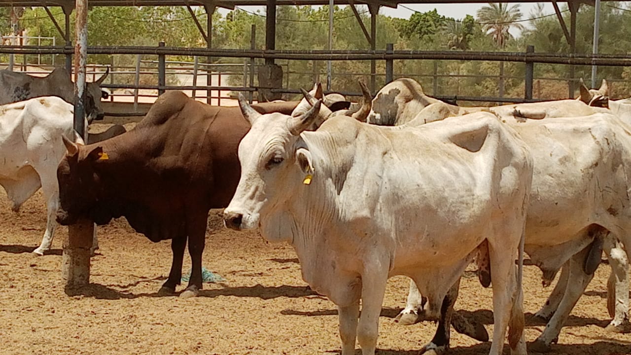 وكيل وزارة الأوقاف بأسوان بتفقد الأضاحي تمهيدا لذبحها في عيد الاضحى المبارك